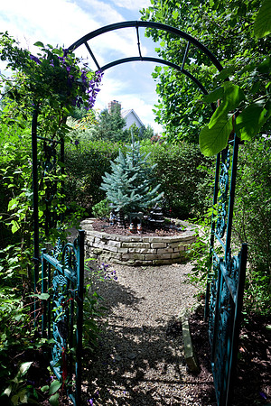 Blue Spruce