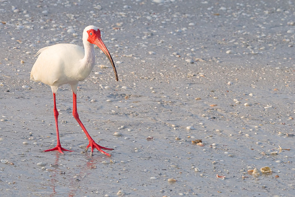 White Ibis