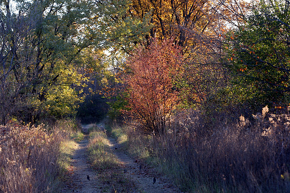 Road to Fall