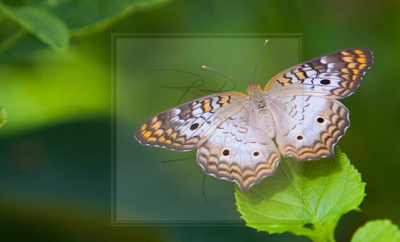 White Peacock