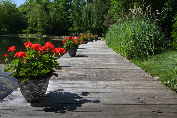 Geranium Boardwalk