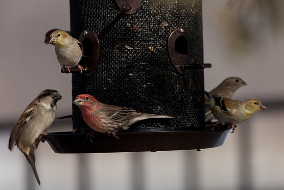 Finches All Around